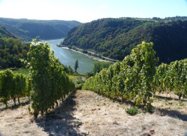 Ein Weinberg am Mittelrhein. Hier sind malerische Weinwanderungen möglich.
