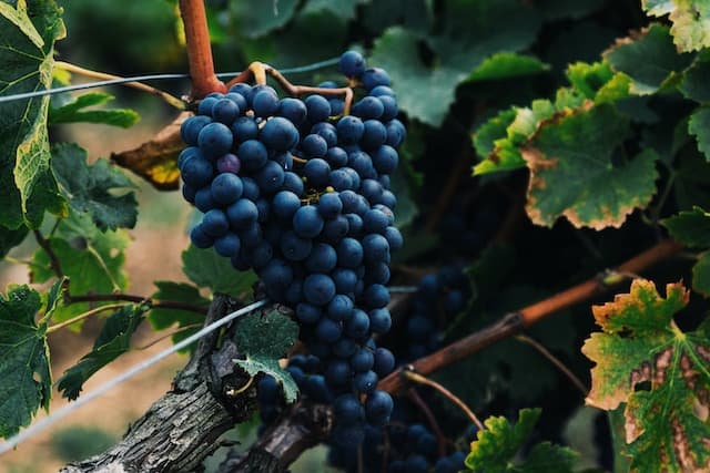 Kochen mit Wein: Weintrauben